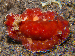 Platydoris sanguinea