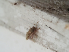 Germalus victoriae