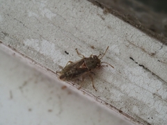 Germalus victoriae