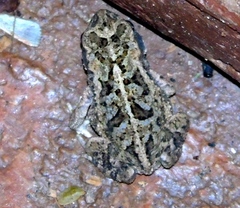 Incilius mazatlanensis