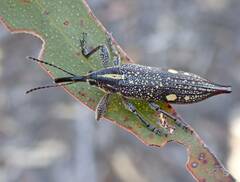 Rhinotia bidentata