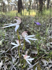 Caladenia moschata
