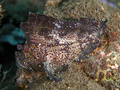 Taenianotus triacanthus