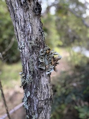 Yarrumia colensoi