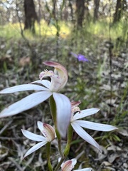 Caladenia moschata