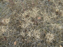 Cleistogenes squarrosa