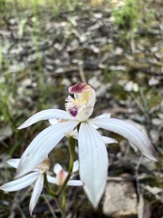 Caladenia moschata