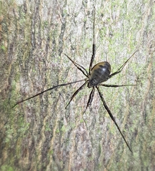 Oligolophus hanseni