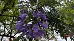 Jacaranda