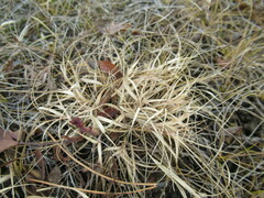 Cleistogenes squarrosa