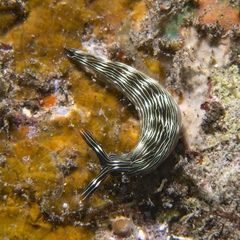 Thuridilla gracilis