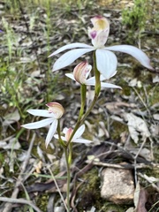 Caladenia moschata