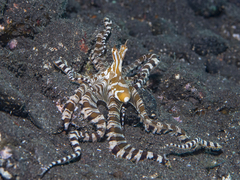 Wunderpus photogenicus