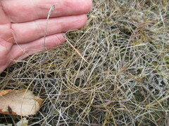 Carex duriuscula