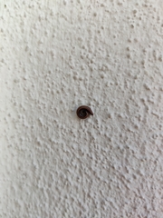 Ommatoiulus sabulosus