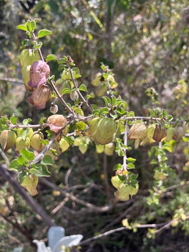 Tinnea aethiopica (Tinnea aethiopica)