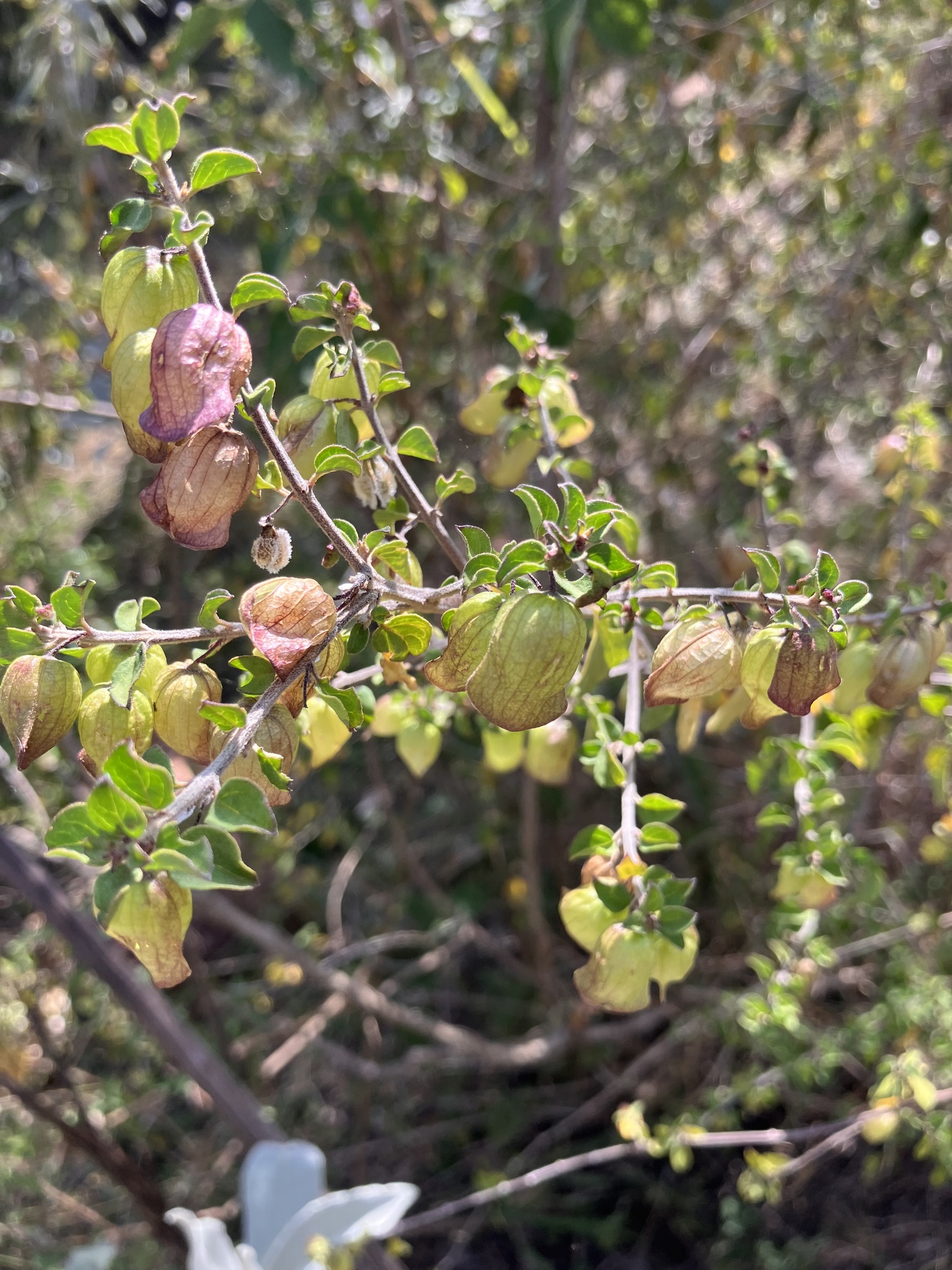 Tinnea Aethiopica (Tinnea aethiopica)