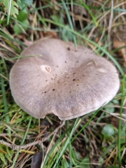 Chroogomphus rutilus