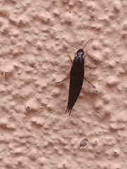 Raphirus
