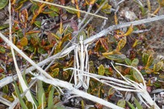 Orocrambus corruptus