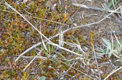 Orocrambus corruptus