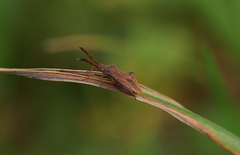 Coriomeris denticulatus