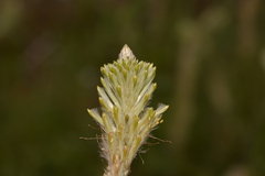 Ptilotus polystachyus