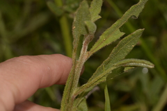 Ptilotus polystachyus