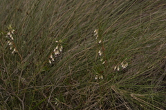 Conostephium pendulum