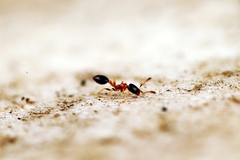 Monomorium floricola