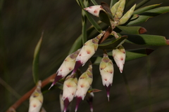 Conostephium pendulum