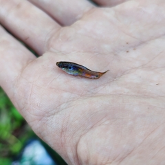 Poecilia reticulata