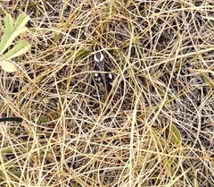 Melanoplus gladstoni