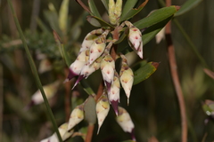 Conostephium pendulum