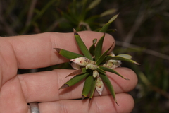 Conostephium pendulum