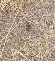 Melanoplus gladstoni