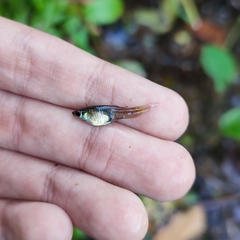 Poecilia reticulata