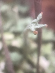 Cladonia leporina