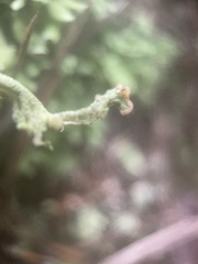 Cladonia leporina