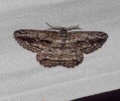 Scioglyptis chionomera