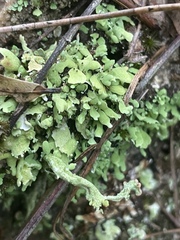 Cladonia leporina