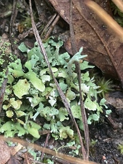 Cladonia leporina