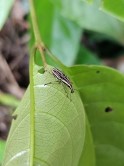 Sintor vittatus
