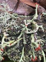 Cladonia leporina