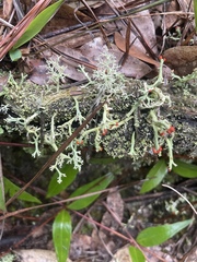 Cladonia leporina