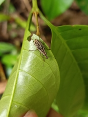 Sintor vittatus