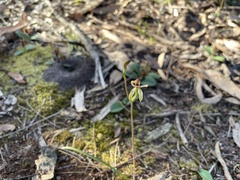 Caladenia transitoria
