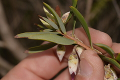 Conostephium pendulum
