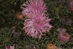 Isopogon dubius