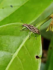 Sintor vittatus